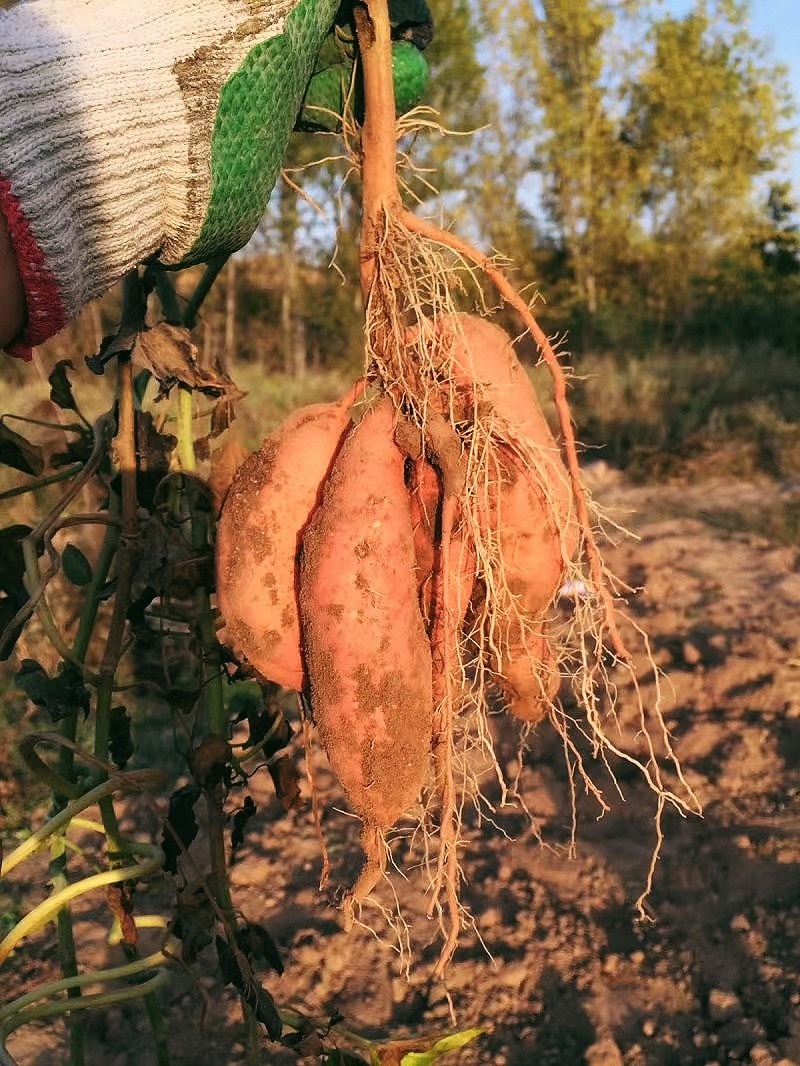 广州普邦园林股份有限公司是国内知名的园林景观综合服务商