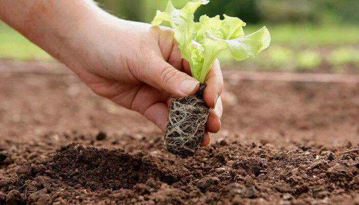 北厅栽种了13000余株郁金香、2000余株葡萄风信子、3000余株洋水仙